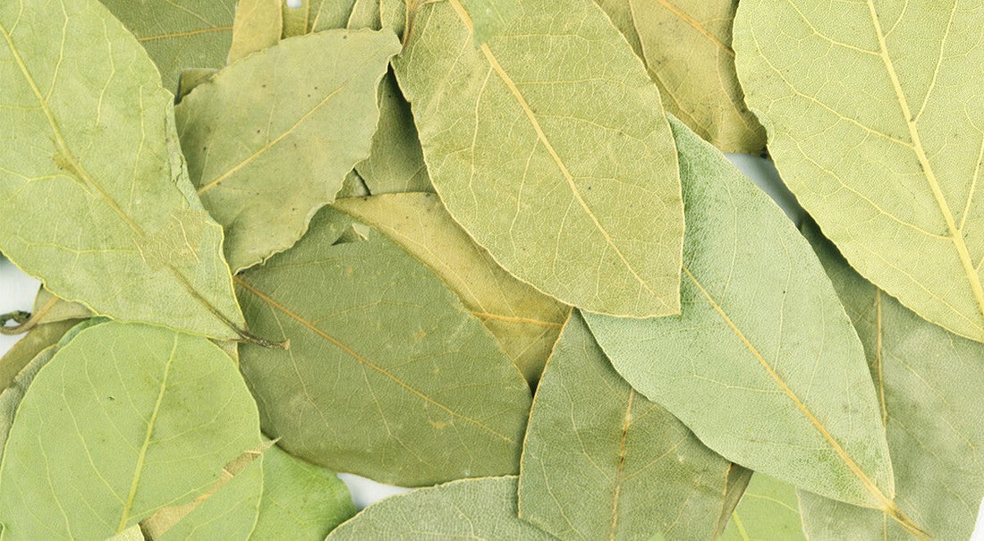 Liść laurowy: Szlachetny aromat i niezastąpiony dodatek w Twojej kuchni